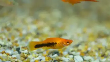 Molly Fish Staying at Bottom of Tank