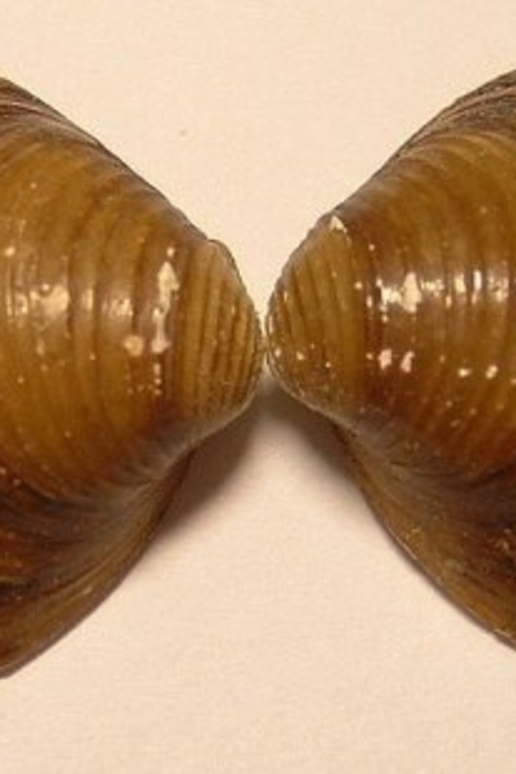 Mystery Snail Parasites