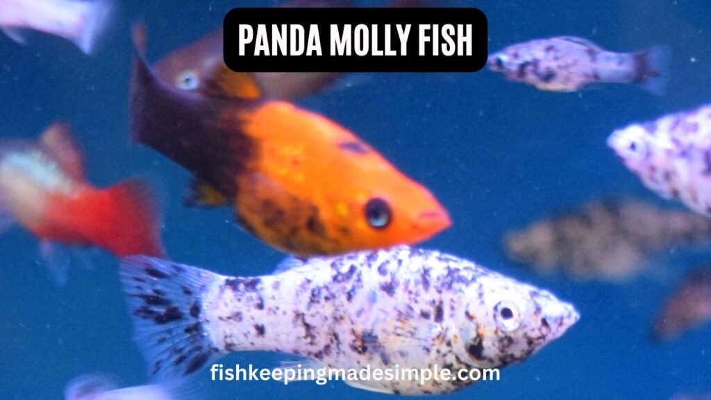 panda molly fish
