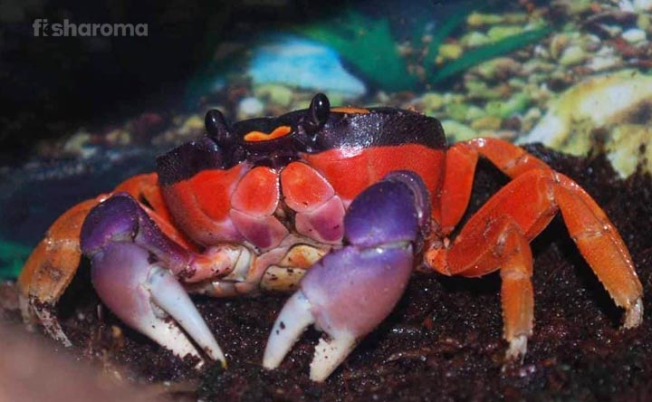 Patriot Crab