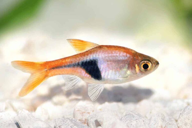 Pygmy Rasbora