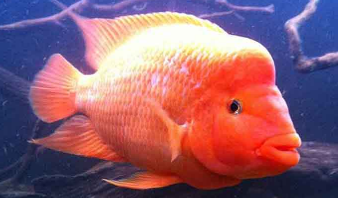 red devil fish aggressive
