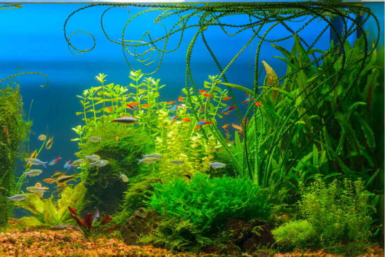 Water Sprite Aquarium Plant