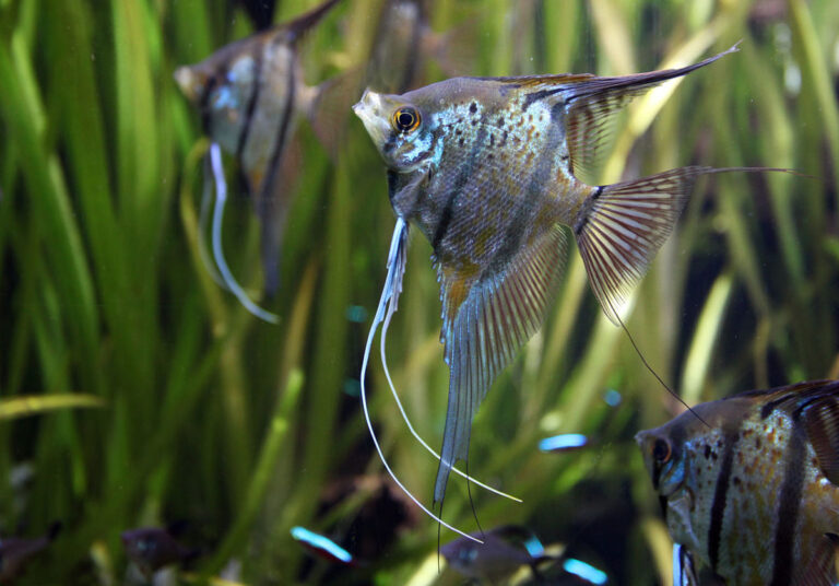 White Skirt Tetra Tank Mates