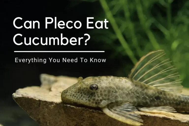 Will a Plecostomus Eat Other Fish