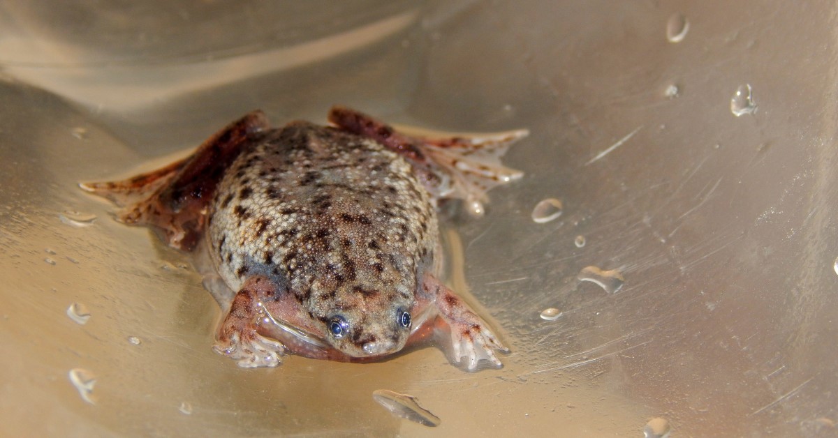 Will African Dwarf Frogs Eat Snails