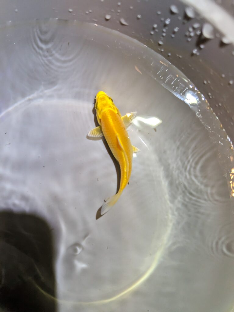 Yellow Gourami