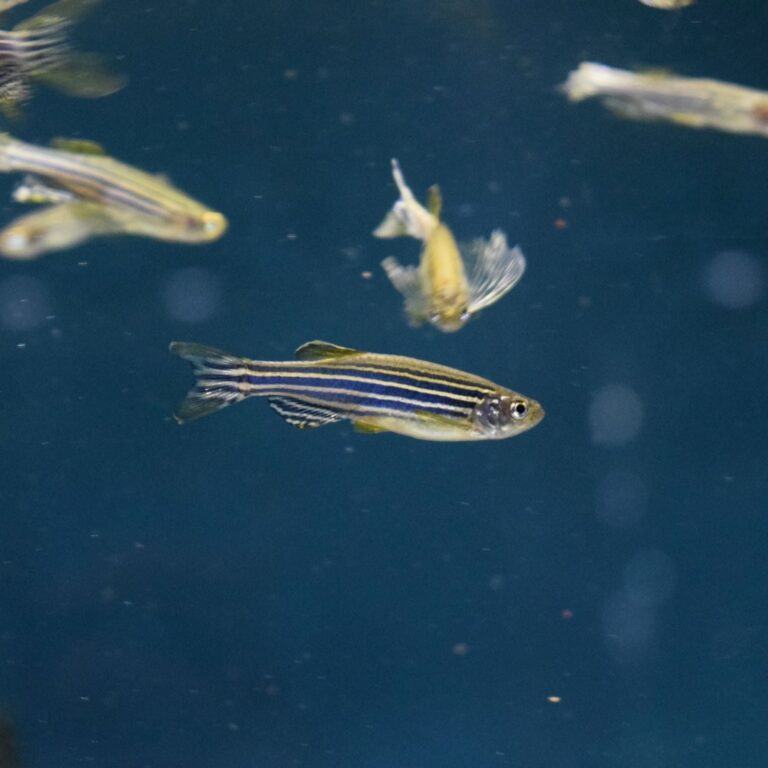 Zebra Danio Longfin