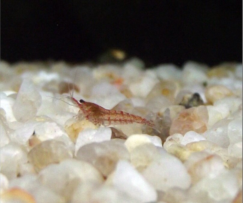 How Many Cherry Shrimp In A 10 Gallon Tank Maximizing Your Shrimp How Many Cherry Shrimp In A 10 Gallon Tank Maximizing Your Shrimp