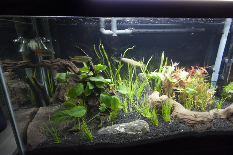 40 Gallon Stocking Ideas: Big Fish, Beautiful Fins, and Unique ...