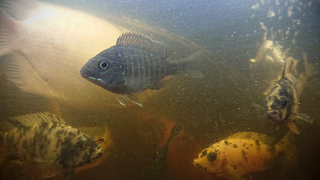 can cichlids live with guppies