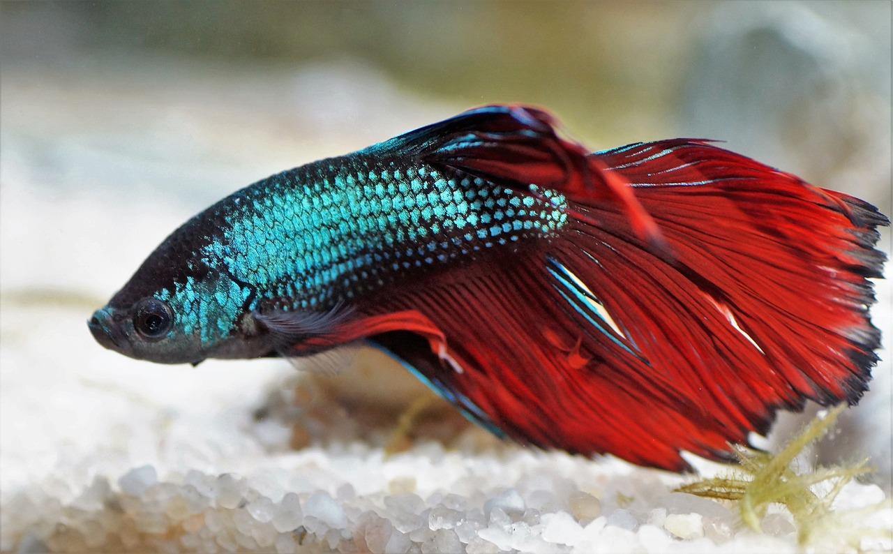 Do Betta Fish Play Dead? Discover the Truth Behind This