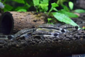 Otocinclus Catfish