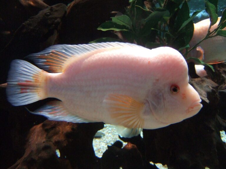 red devils fish