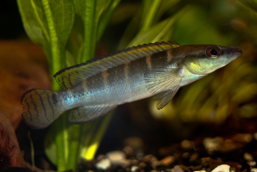 Crenicichla Lenticulata: The Majestic Pike Cichlid You Need To Have 1 pike cichlid species