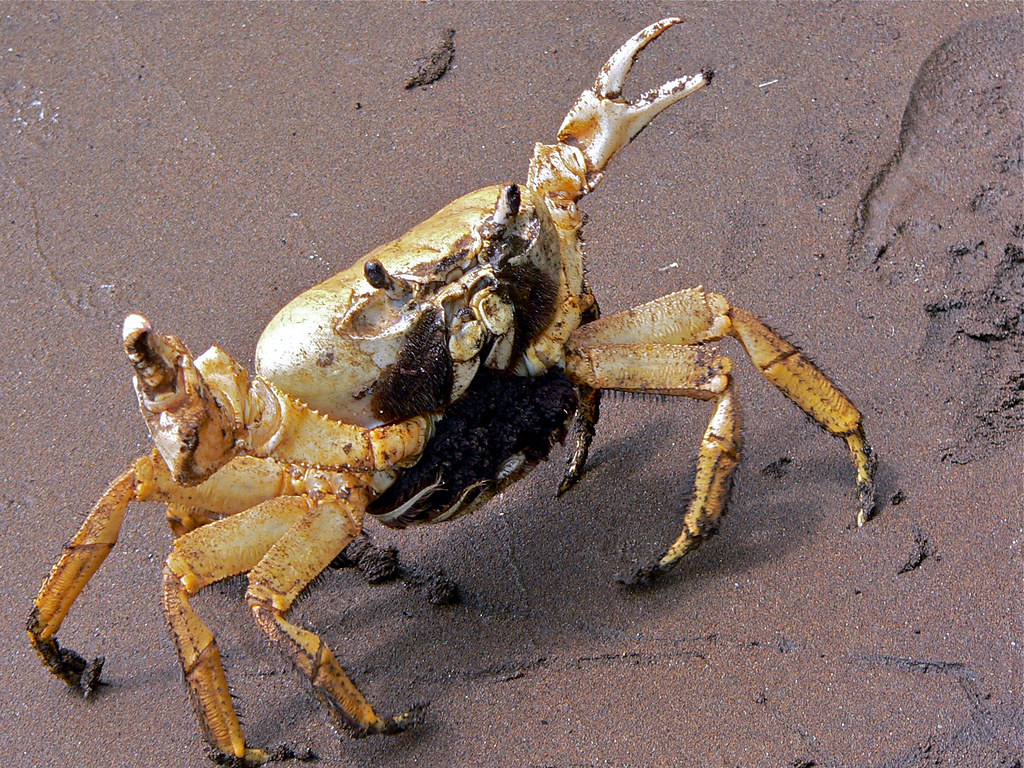 rainbow crab lifespan in captivity