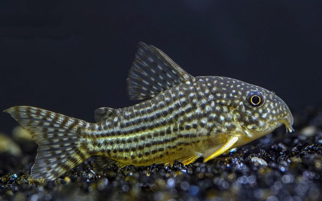 Discover the Diverse Corydoras Catfish Varieties- A Guide