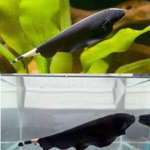 Black Ghost Knife Fish Care