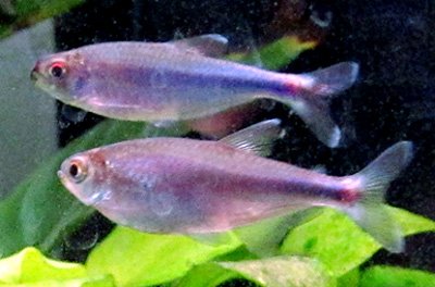 cochus blue tetra fish