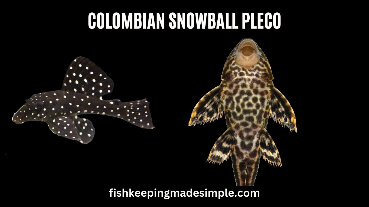 colombian snowball pleco