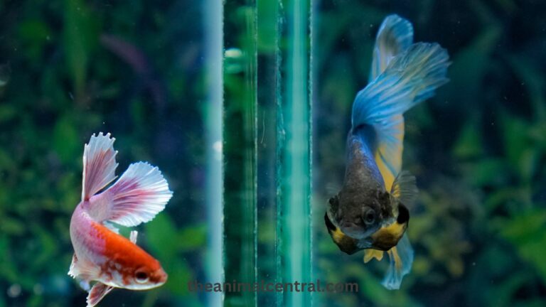 male or female betta How to tell