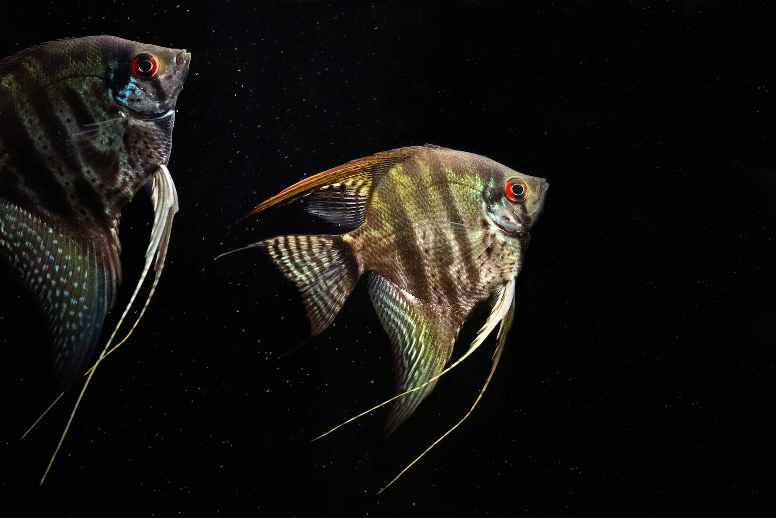 angelfish swimming in water