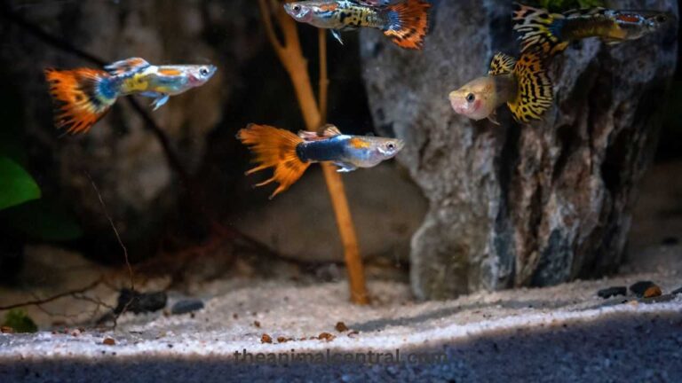 tips for guppy breeding