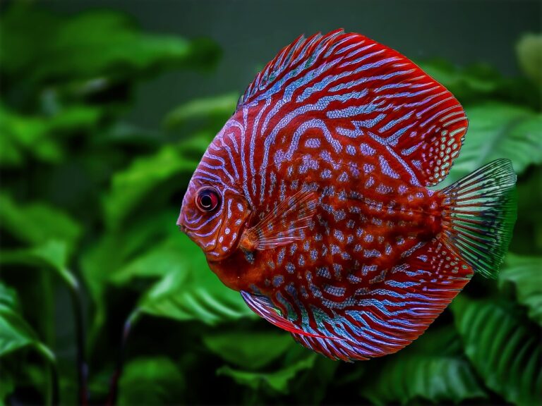 What Do Discus Fish Eat?