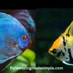 Can discus fish live with angelfish