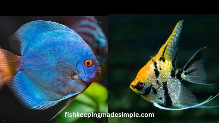 Can discus fish live with angelfish