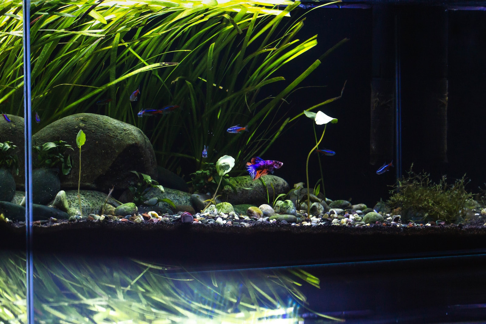 aquarium for plants