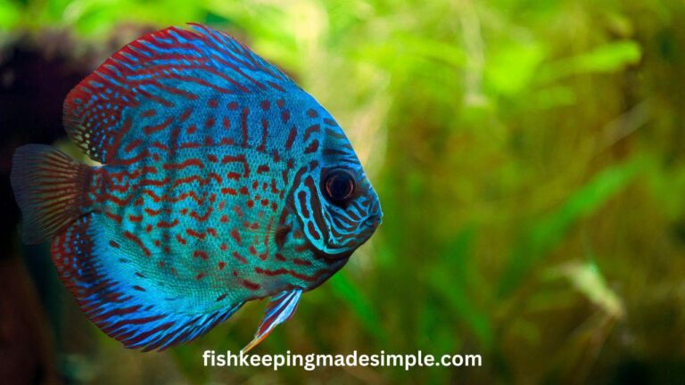 what fish can live with discus 1