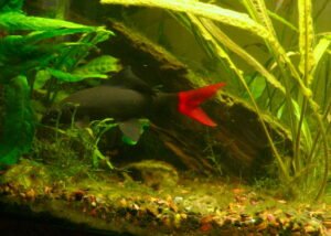 red tail shark coloration