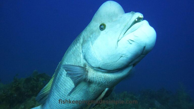 Asian Sheepshead Wrasse