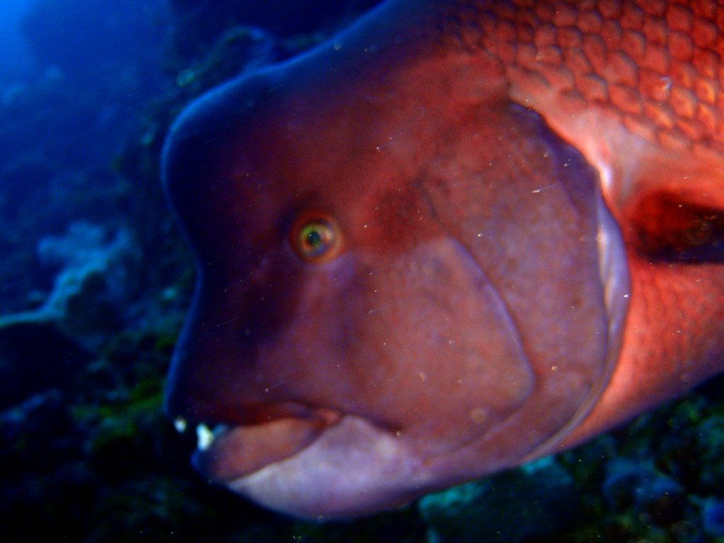 Asian Sheepshead Wrasse