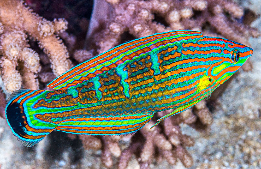 Melanurus Wrasse Care Guide & Habitat Tips