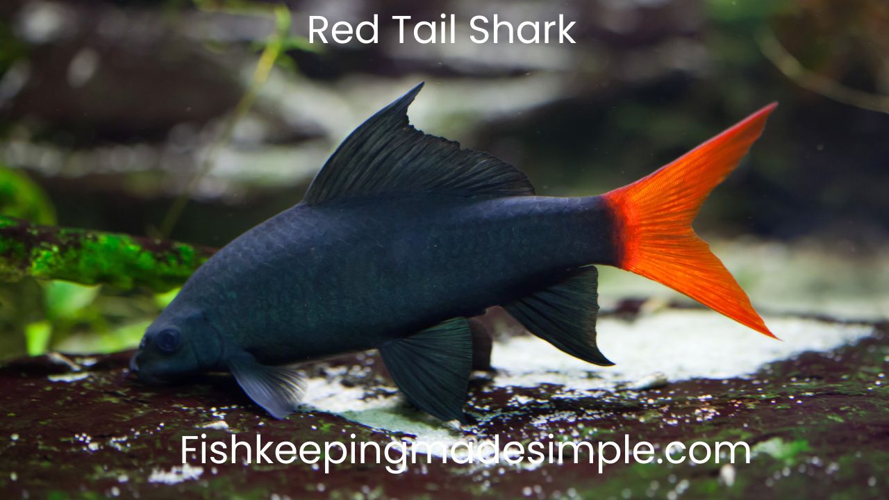 red tail shark 2