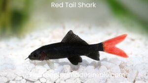 red tail shark care