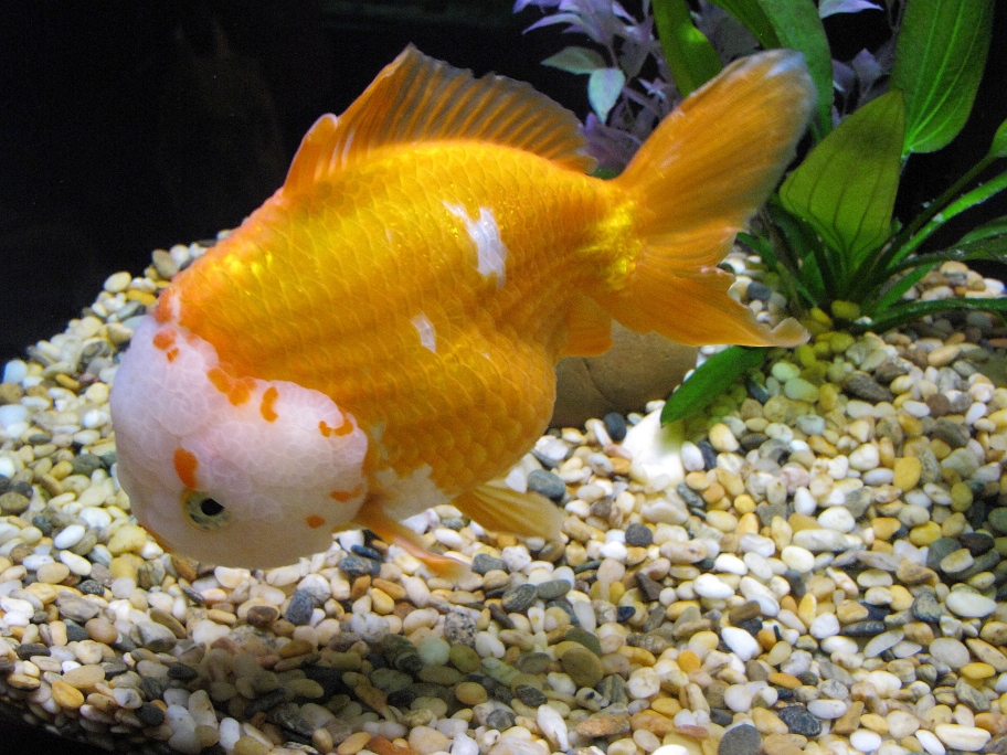 Oranda Goldfish varities
