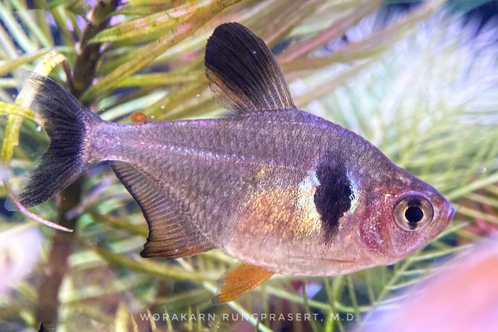 Black Phantom Tetra Feeding