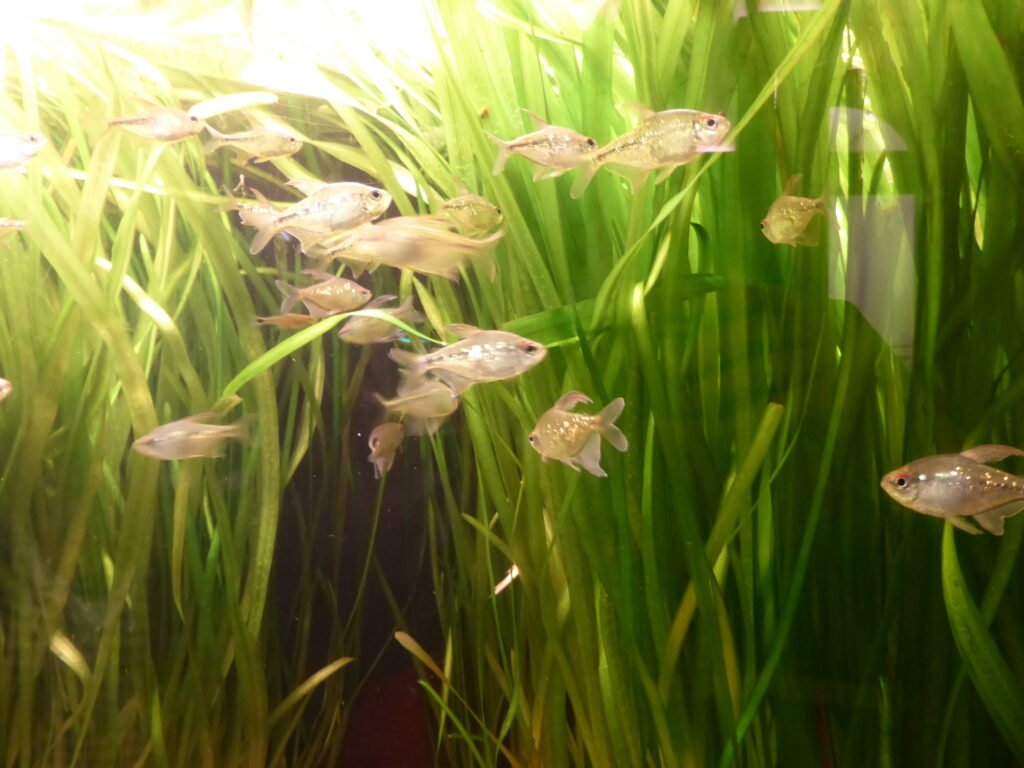 diamond tetra tankmates