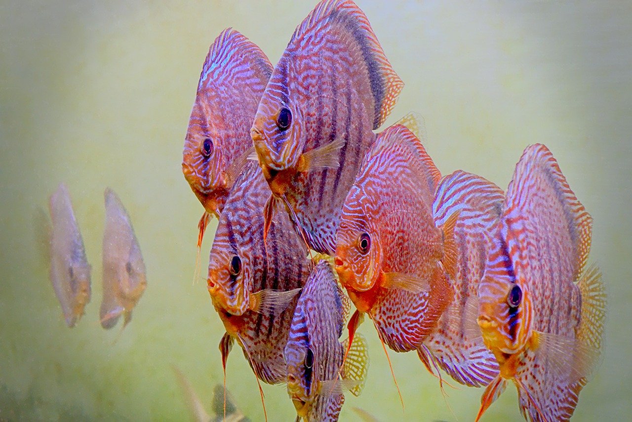 discus fish care