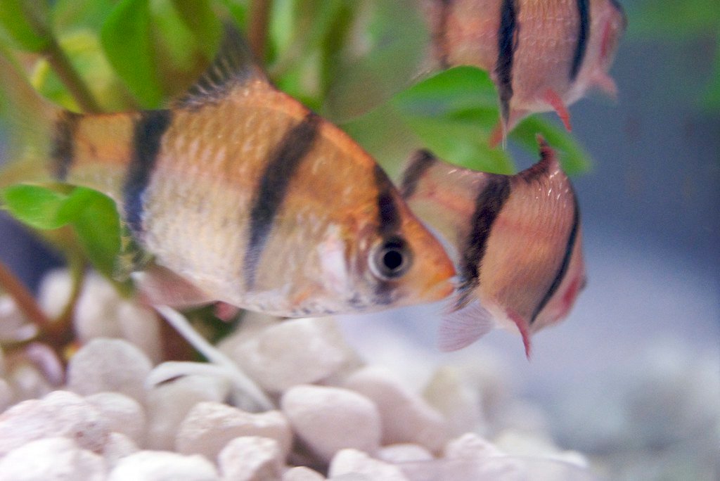 Tiger Barb Dropsy