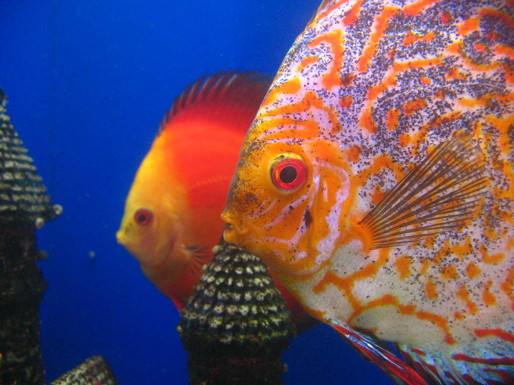 Common Health Issues in Discus Fish