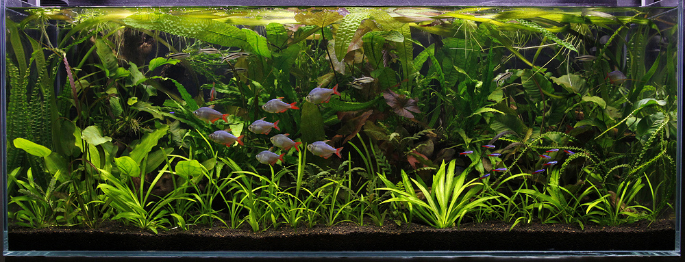 Colombian tetra diet