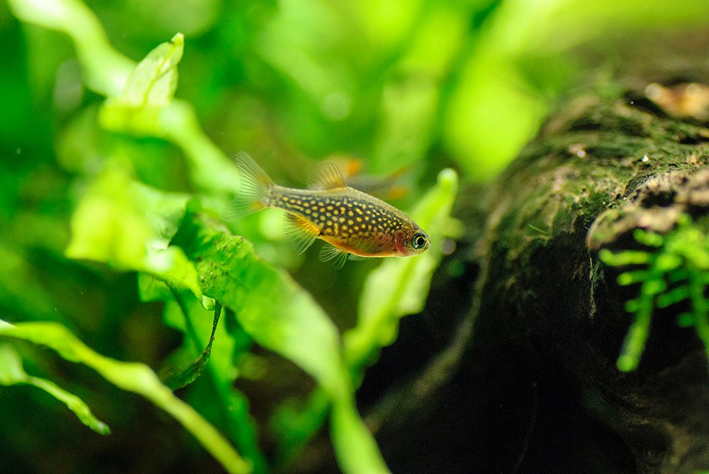 how many celestial pearl danios in a 10 gallon