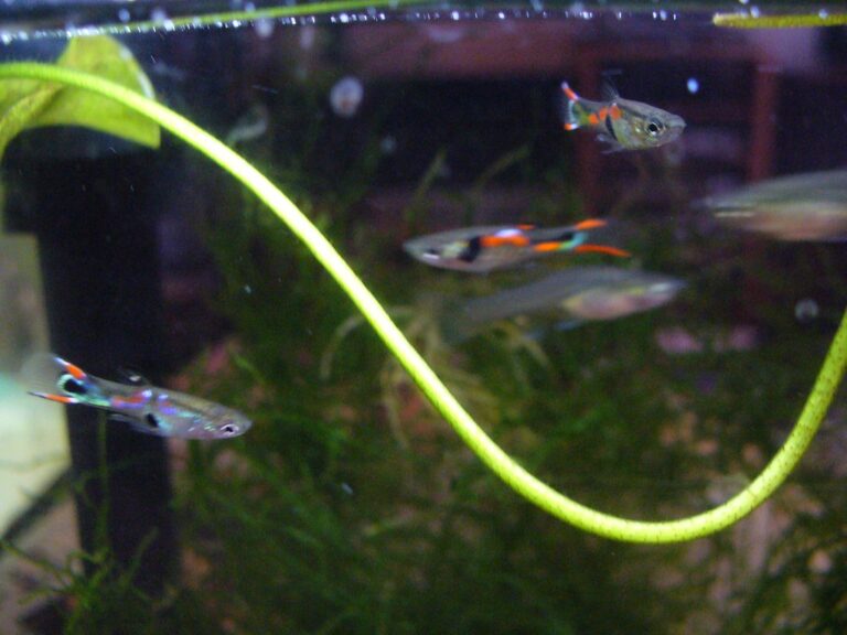 endlers livebearers