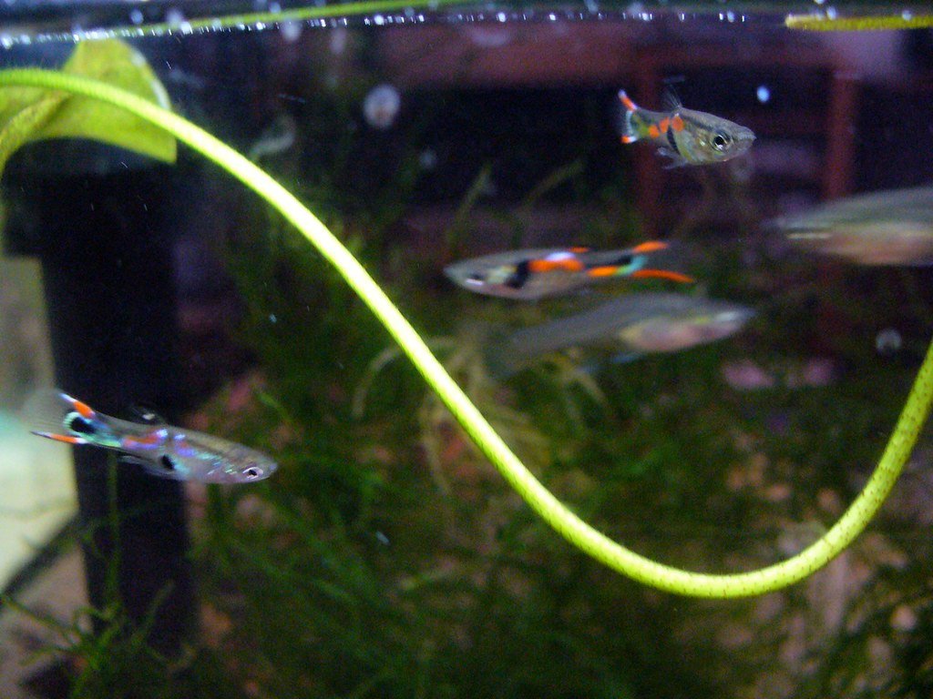 endlers livebearers