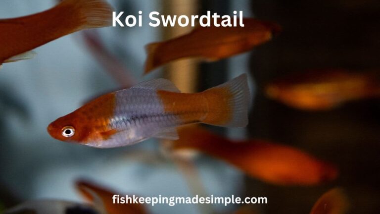 koi swordtail