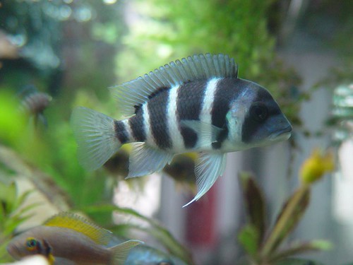 Frontosa Cichlids: The Complete Guide to Care and Tank Requirements